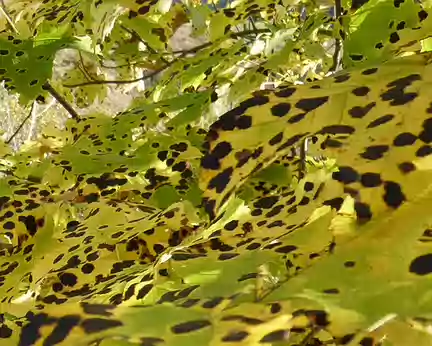 PXL024 Feuillage camouflé léopard